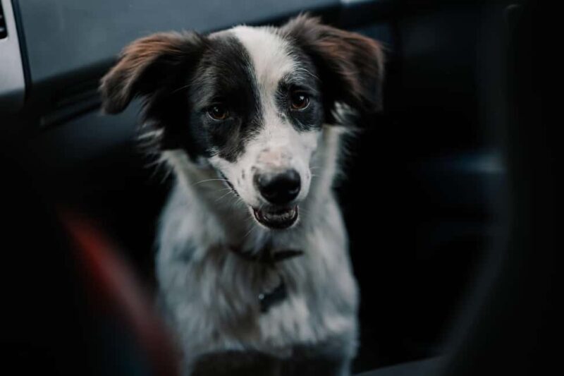 Brasov's Mountain Hike tour with Daisy - Who Will Love This Tour?