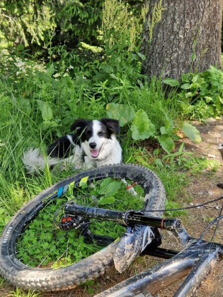 Brasov`S Mountain`S E-Mtb Tour With Daisy - Booking Details