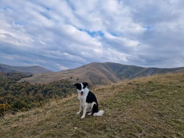 Brasov`S Mountain`S E-Mtb Tour With Daisy - Frequently Asked Questions