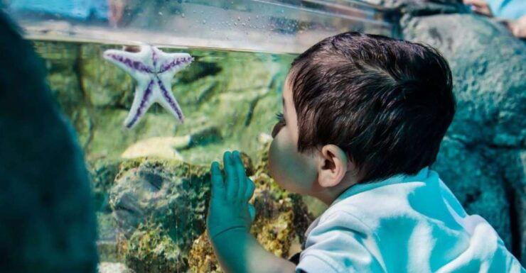 Bray: SEA LIFE Aquarium Entry Ticket - Ticket Information
