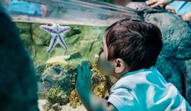 Bray: SEA LIFE Aquarium Entry Ticket - Full Description