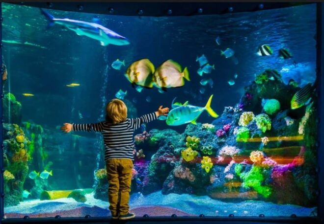 Bray: SEA LIFE Aquarium Entry Ticket - Learning About Jellyfish Life Cycle