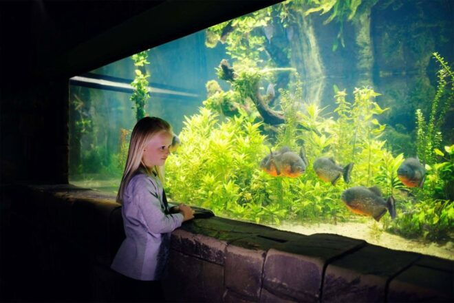 Bray: SEA LIFE Aquarium Entry Ticket - Reviews and Feedback