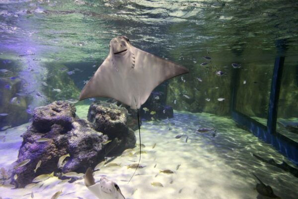 Bray: SEA LIFE Aquarium Entry Ticket - Location and Additional Details