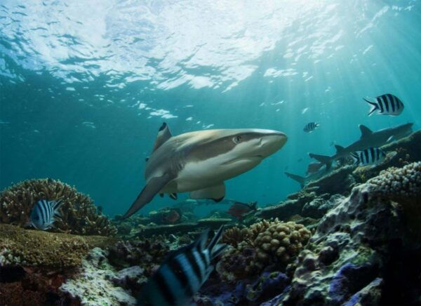 Bray: SEA LIFE Aquarium Entry Ticket - Common Questions
