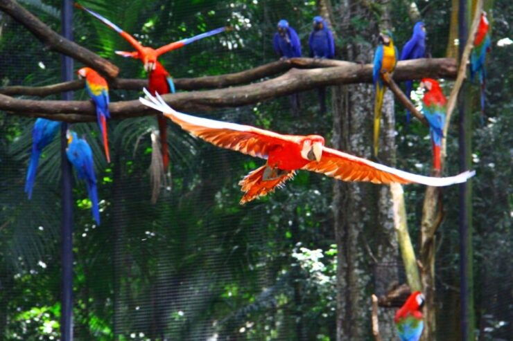 Brazilian Falls, Bird Park and Itaipu Dam - Tour Details