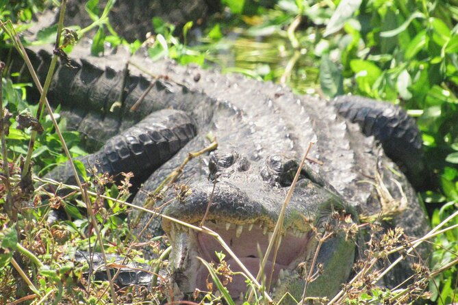 Brazos Bend Wildlife and Nature Tour - An In-Depth Look at the Brazos Bend Wildlife and Nature Tour