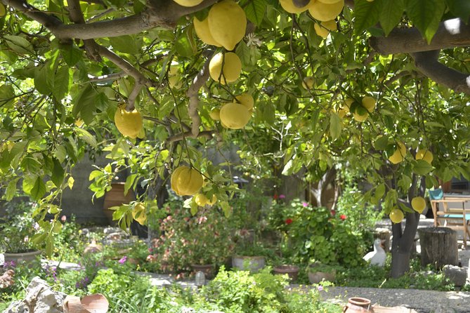 Bread and Rusks With a Cretan Mum in a Village Nearby Heraklion - Common Questions
