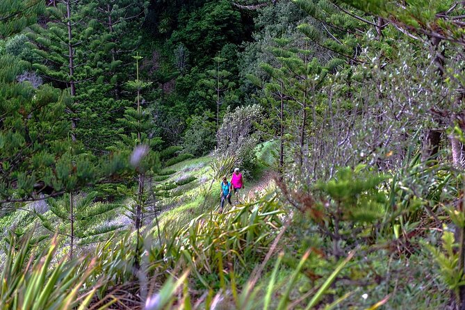 Breakfast Bushwalk in Norfolk Island - Safety Tips for a Breakfast Bushwalk