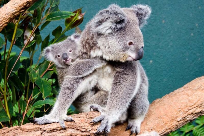 Breakfast with Koalas at WILD LIFE Zoo Darling Harbour - Good To Know