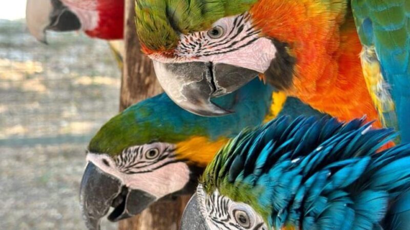 Breakfast with Parrots at Masseria mazzetta with wildlife park - Breakfast with Parrots at Masseria Mazzetta with Wildlife Park: A Detailed Review