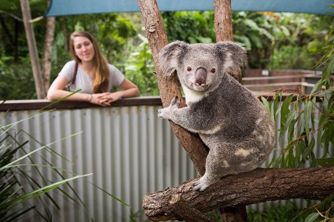 Breakfast with the Koalas at Hartley's Crocodile Park from Cairns or Palm Cove - An Authentic Australian Wildlife Experience in Queensland