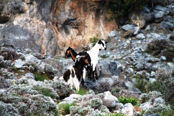 BREATH of AFRICA in CRETE - PHOTO SAFARI From Rethymno Area - The Sum Up