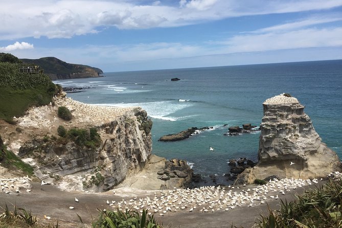 Breathtaking West Coast, Rainforest, Beach and Boobies - German Private Tour - Rainforest Exploration