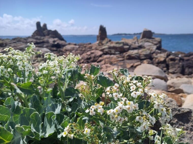Bréhat: a Guided Tour of Its Superb Landscapes - Discovering Unique Flora and Fauna