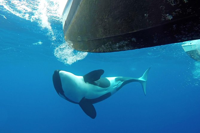 Bremer Bay Orca Experience - Tour Overview