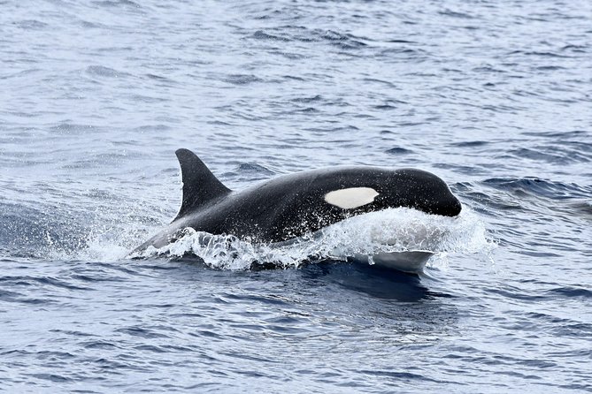 Bremer Bay Orca Experience - Inclusions and Logistics