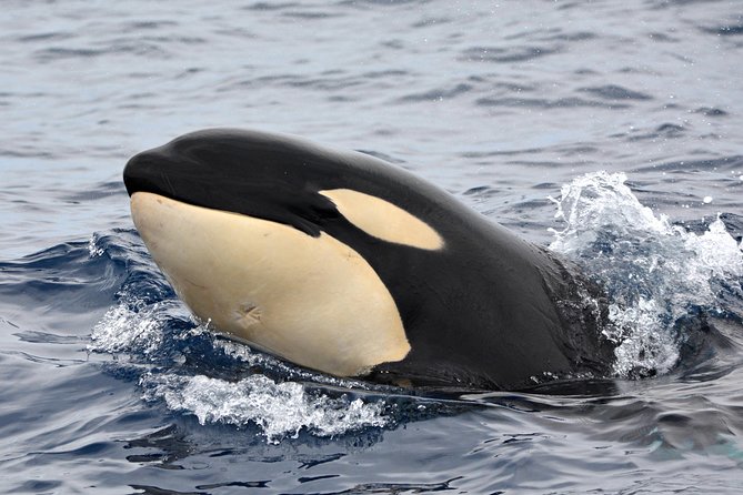 Bremer Bay Orca Experience - Pricing and Legal Information