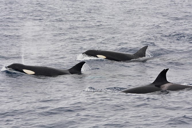 Bremer Bay Orca Experience - The Sum Up
