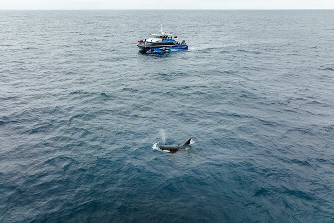Bremer Canyon Killer Whale (Orca) Expedition - Expedition Details