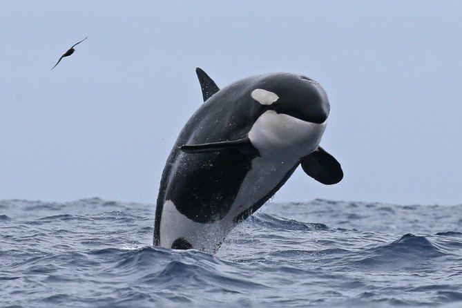 Bremer Canyon Killer Whale (Orca) Expedition - Additional Information