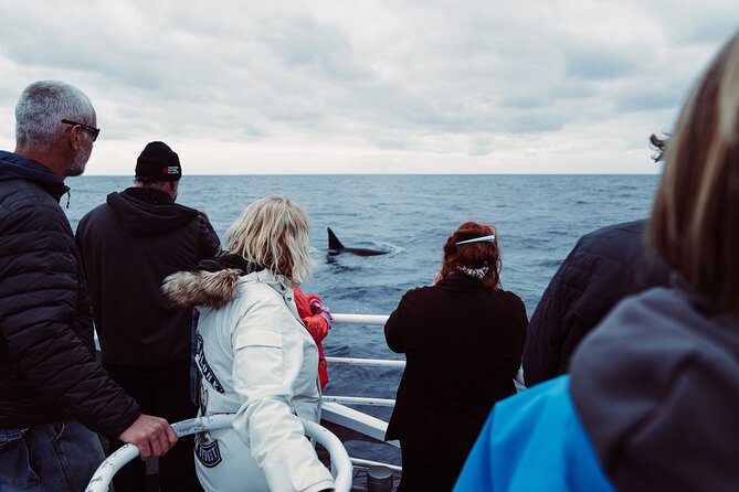 Bremer Canyon Killer Whale (Orca) Expedition - The Sum Up
