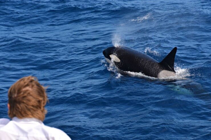 Bremer Canyon Orca Experience From Bremer Bay - Activity Details