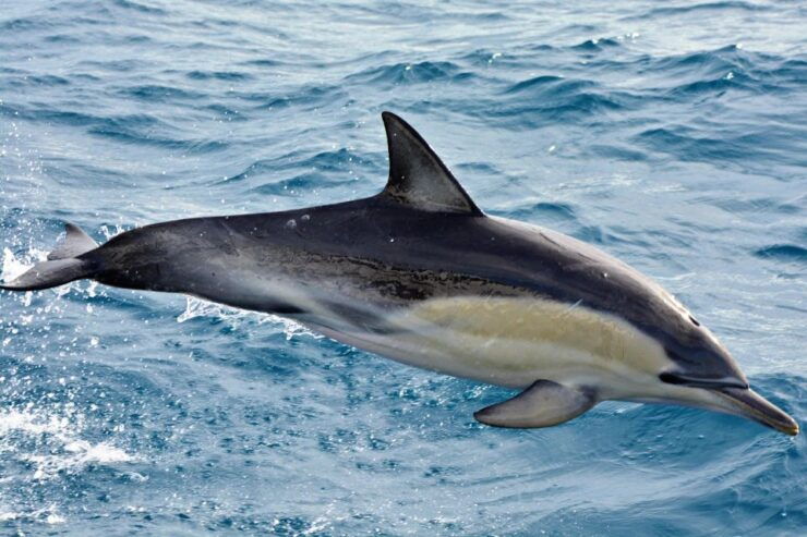Bremer Canyon Orca Experience From Bremer Bay - Experience Highlights