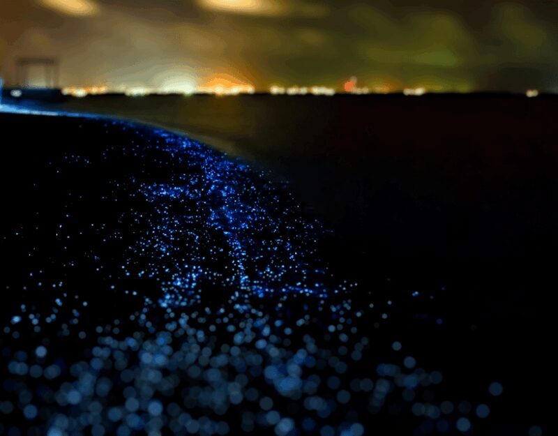 Brentwood Bay: Bioluminescence & Sunset Paddleboard Tour - The Sum Up: Is This Tour Worth It?