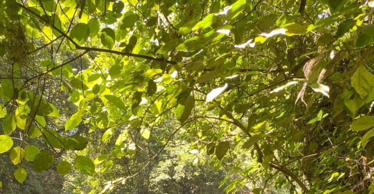 Bridge of God & 7 Tamasopo Waterfalls From San Luis Potosí - Location and Duration
