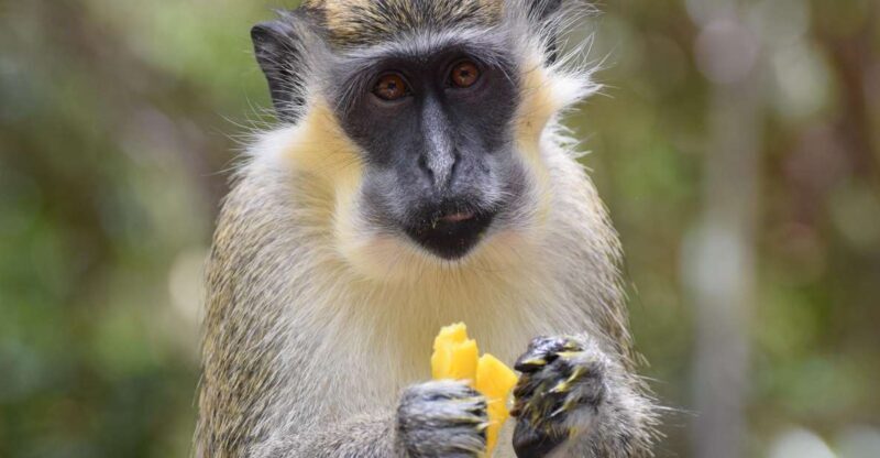 Bridgetown: Wildlife Reserve & Carlisle Bay Tour with Cruise - The Boat Cruise: Fish, Fun, and Water Slides