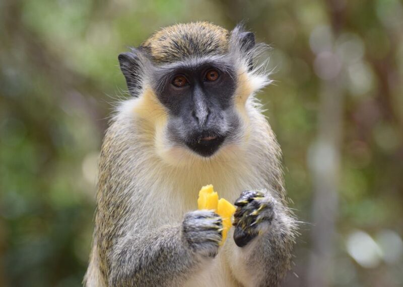 Bridgetown: Wildlife Reserve Tour and Carlisle Bay Cruise - Final Thoughts  