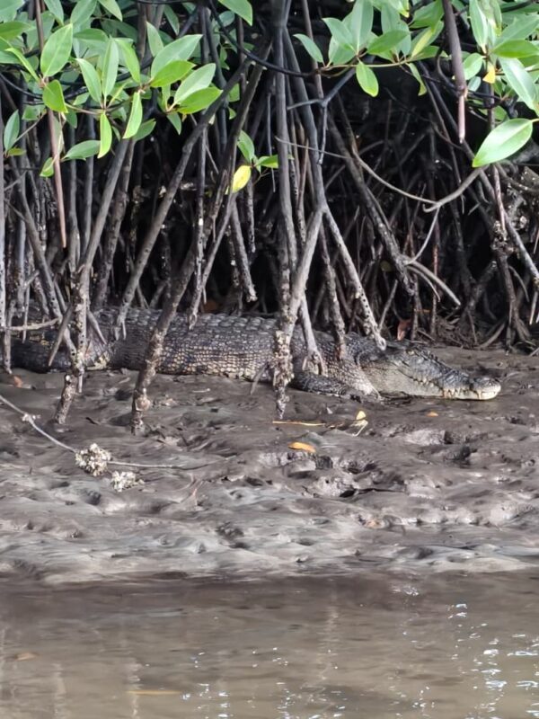 Brighton Bay Kota Kinabalu Firefly Sunset River Cruise - What the price includes, and what it does not