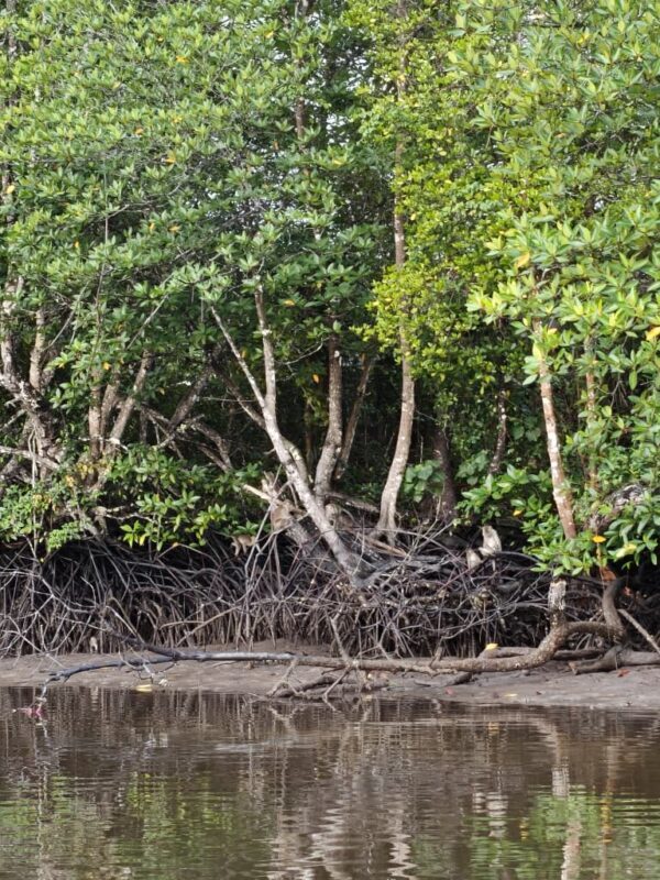 Brighton Bay Kota Kinabalu Firefly Sunset River Cruise - Who will enjoy this evening most