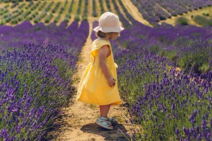 Brihuega: Lavender Fields and Town Photography Session - Good To Know