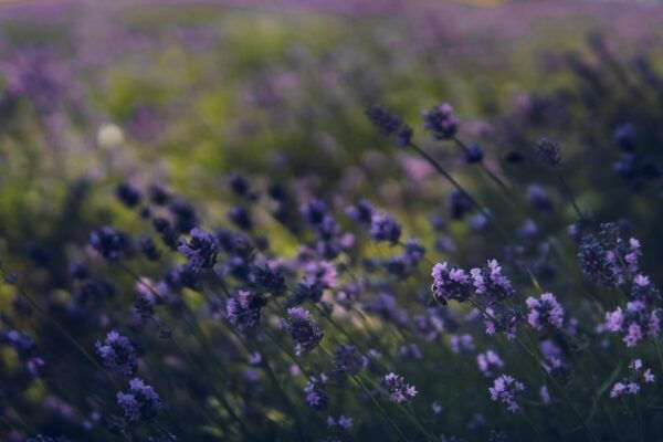 Brihuega: Lavender Fields and Town Photography Session - Capturing Memories in Lavender Fields