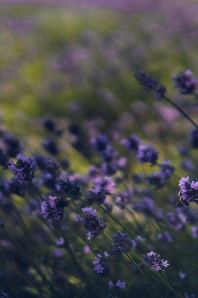 Brihuega: Lavender Fields and Town Photography Session - Ideal Occasions for the Photography Session