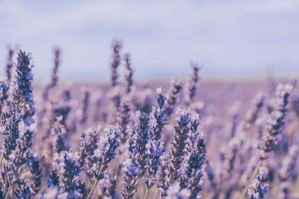 Brihuega: Lavender Fields and Town Photography Session - Frequently Asked Questions