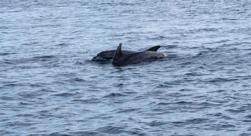 Brijuni Islands: Sunset & Dolphins private boat tour - Detailed Breakdown of the Itinerary