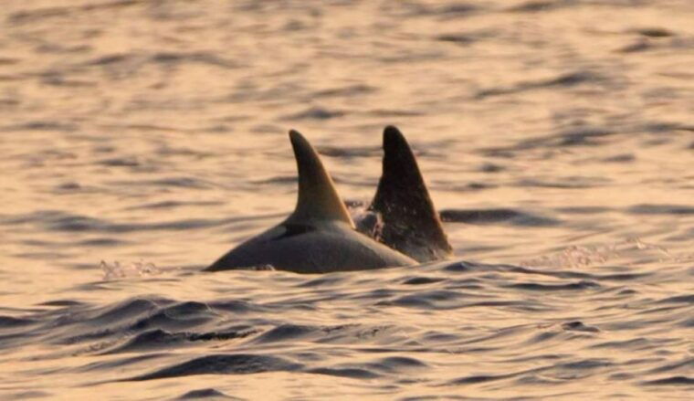 Brijuni Islands: Sunset & Dolphins private boat tour - Why This Tour Offers Great Value