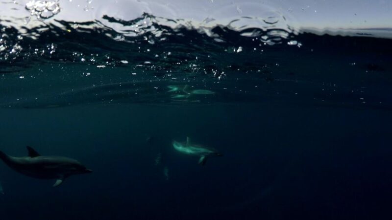 Brindisi: Kayaking at Sant'Andrea Island - FAQ