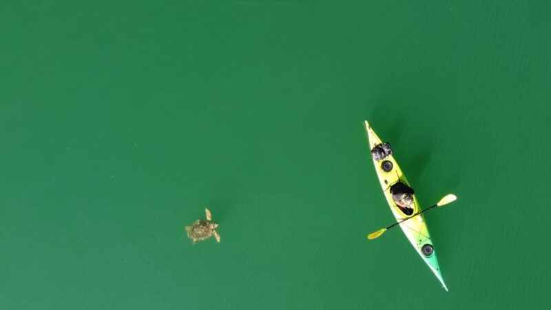 Brindisi: Kayaking at SantAndrea Island & Turtle Watching - Wildlife Encounters