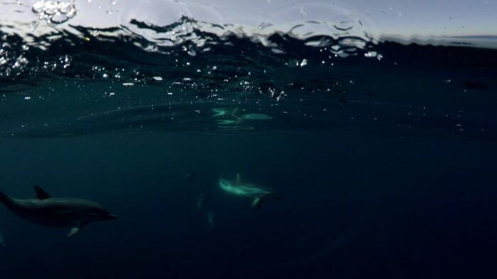 Brindisi: Kayaking at SantAndrea Island & Turtle Watching - Inclusions and Exclusions