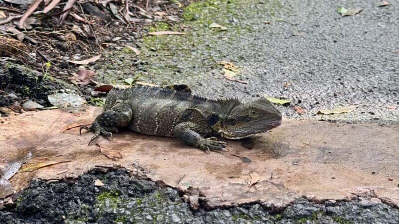 Brisbane: 6 Waterfalls, Koalas & Natural Bridge Day Tour - Exploring Twin Falls Circuit