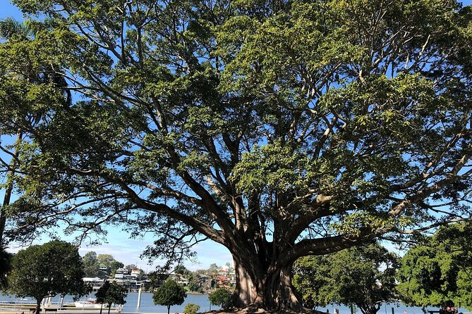 Brisbane City Highlights Sightseeing Tour - Comfortable Transportation