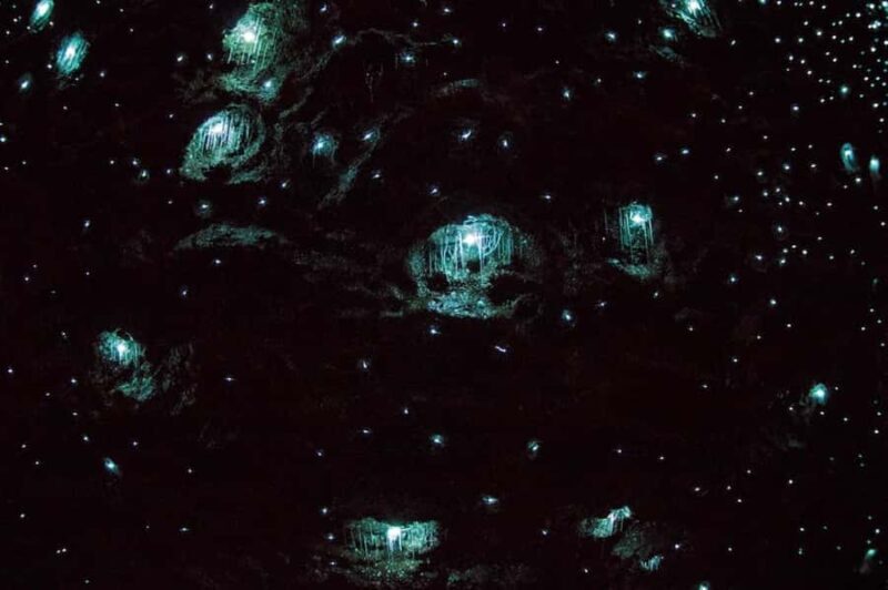 Brisbane: Daytime Glow Worm Caves Hop-on Hop-off Bus Tour - FAQ