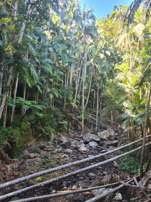 Brisbane Departure : Explore Tamborine Mountain Day Tour - Scenic Views and Short Stops  