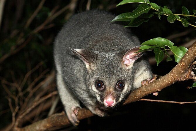Brisbane Drive by Night - Private Tour - The Sum Up