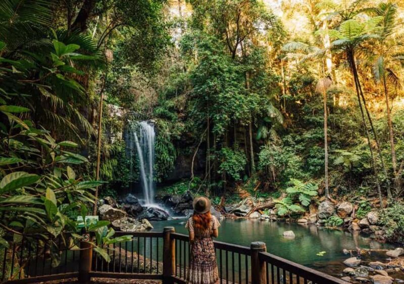 Brisbane: Hop on Hop off Bus to Tamborine Mountain - How the Itinerary Unfolds