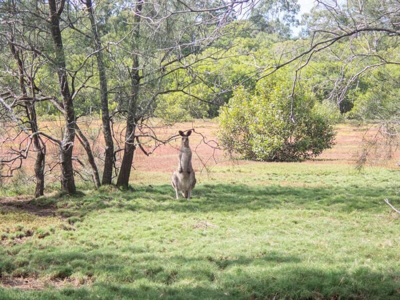 Brisbane: Kangaroos, Birds and Mangroves Coastal Tour - A Deep Dive into the Coastal Experience